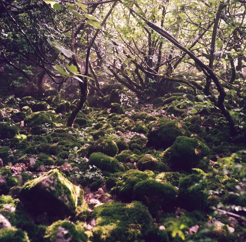 Dense thickets and lots of moss by the Ljuta River