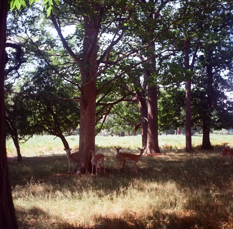Bambis of Richmond Park