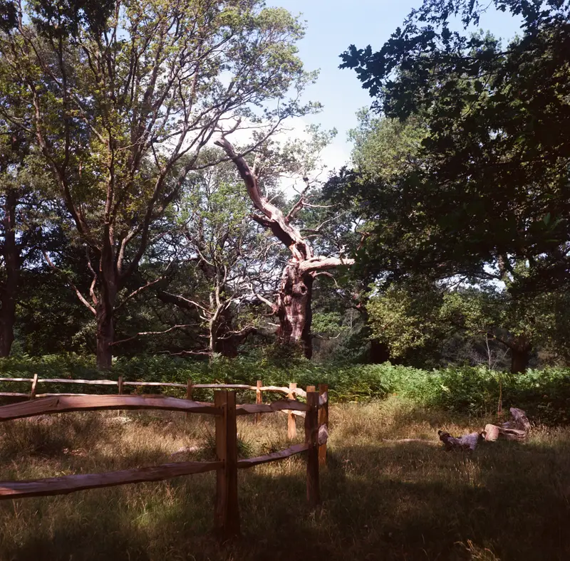 Old oak remains, Richmond Park
