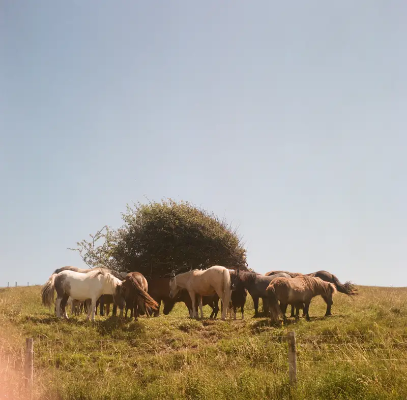 Wild ponies